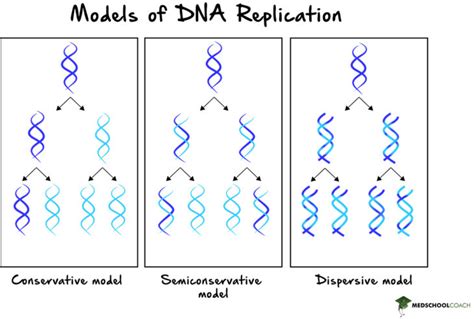 conservative semiconservative and dispersive replication|steps of semi conservative replication.